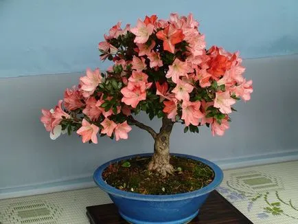 azálea bonsai