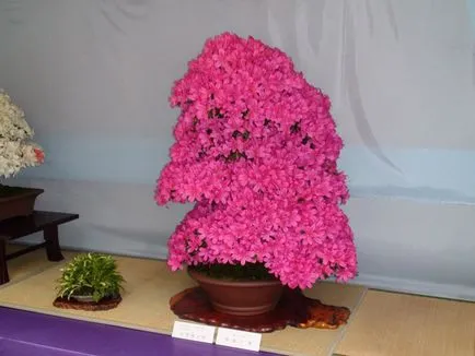 azálea bonsai