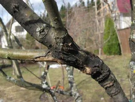 Betegségek almafák és ellenőrzési fotó, leírás, farmer nélkül a szóváltás