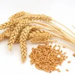 Терапевтичните свойства на пшеничен зародиш, рак не е присъда! Как да станете здрави, ако диагнозата на рака,