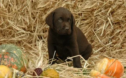 Ce la Feed Labrador