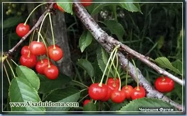 Cherry az Urál - termesztése és gondozása a kert helyén, vendégház és szobanövények