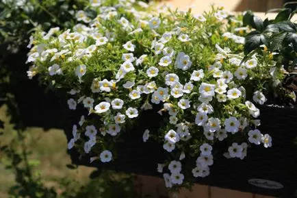 Butasii Calibrachoa ca o modalitate de a salva plantele de iarnă