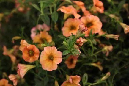 A magoncok Calibrachoa olyan módon, hogy mentse a téli növények