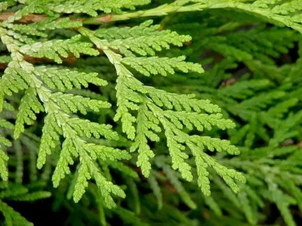 A Thuja eltérnek boróka