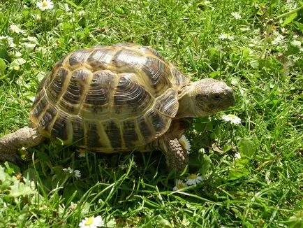 Váltakozás váltakozás-bug-választó és megfelelően gondját! House mamuski - portál anyák és gyermekek