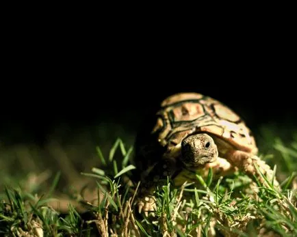 Váltakozás váltakozás-bug-választó és megfelelően gondját! House mamuski - portál anyák és gyermekek