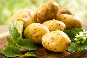 Какво да готвя от млади картофи - всичко за храна и нейната подготовка