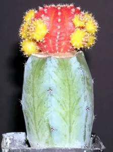 cactus colorat - lumea cactuși