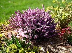 Flori Erica - îngrijire și specii Imagine Erica, flori preferate