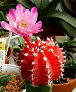 cactus colorat - lumea cactuși