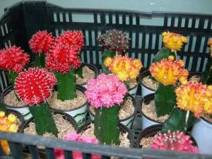 cactus colorat - lumea cactuși