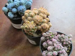 cactus colorat - lumea cactuși