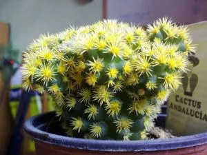 cactus colorat - lumea cactuși