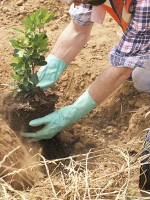 Chubushnik cele mai bune specii și varietăți, îngrijirea și cultivarea, topsadovnik