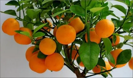 Citrus în îngrijire la domiciliu (video)