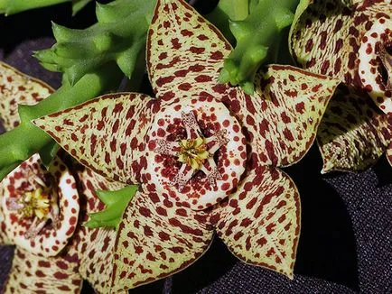 Virág dögvirág - ellátást a hazai és szaporodó faj dögvirág foltos, és grandiflora