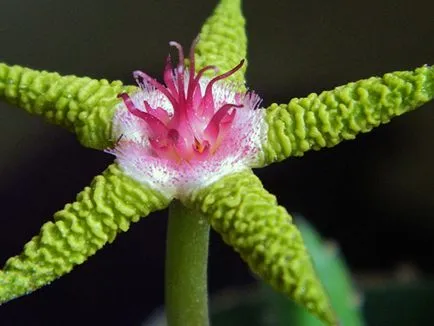 Virág dögvirág - ellátást a hazai és szaporodó faj dögvirág foltos, és grandiflora