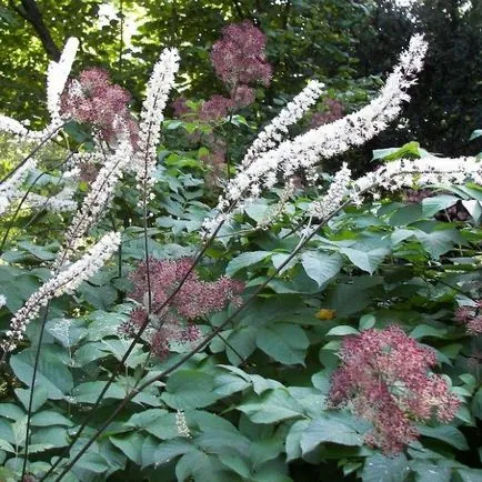 Flori Cohosh negru și soiuri foto ramificate, plantare și îngrijire de creștere