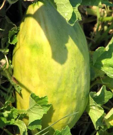 Melon torpilă calorii, utilizarea, cultivarea