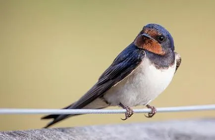 Füsti fecske, vagy gyilkos bálna (Hirundo rustica) - Európai madár Magyarország