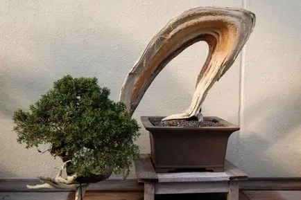 bonsai copac