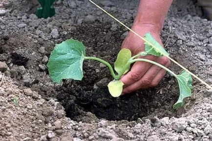 Dinnye „torpedó” a fajta leírását, az előnyök, tápértékét és kalória tartalma, különösen az ápolási, fotó,