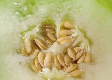Melon торпедо (дъга) растящите сортове и характеристики