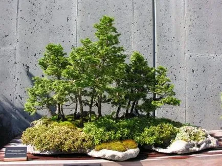 bonsai copac