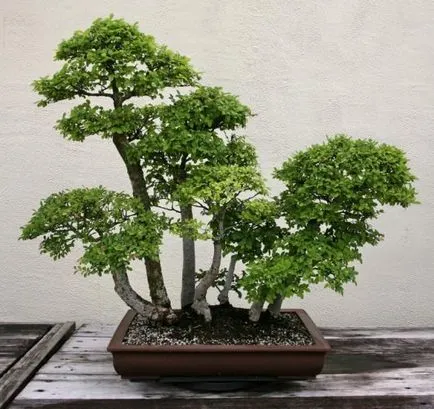 bonsai copac