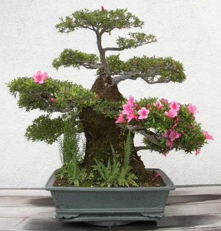 bonsai copac