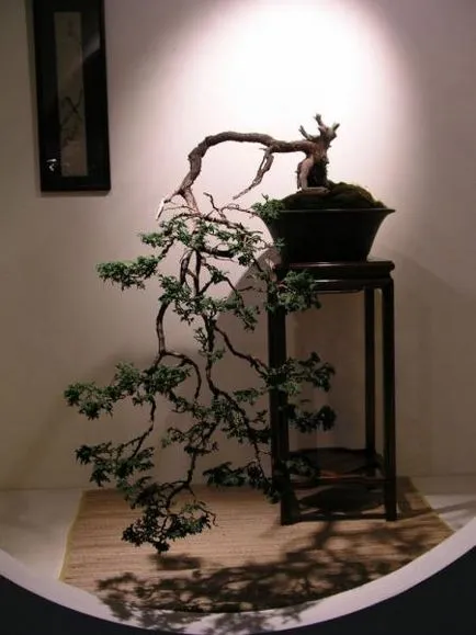 bonsai copac