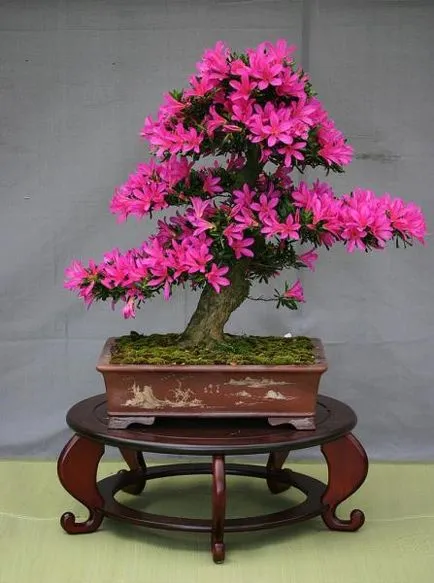 bonsai copac