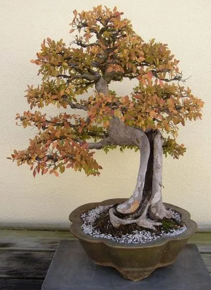 bonsai copac