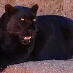 Начало Panther - Бенгал-melanistic, екзотична семейство