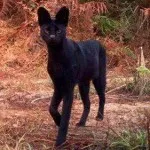 Acasă Panther - Bengal-melanistic, familia exotice