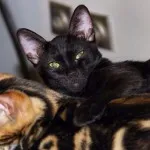 Acasă Panther - Bengal-melanistic, familia exotice