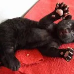 Acasă Panther - Bengal-melanistic, familia exotice