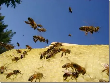 Hatékony módszerek elleni a lopást a méhcsaládok, hétvégi méhészeti