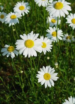 Daisy, fehér margaréta, vagy - a hagyományos jelképe nyár