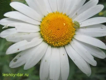 Leucanthemum папрат, дива килера