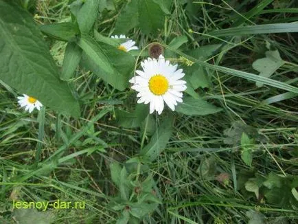 Leucanthemum папрат, дива килера