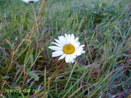 Leucanthemum папрат, дива килера