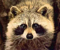 Raccoon (Процион lotor), поведението на миеща мечка, зимен сън съдържание пленени еноти къща