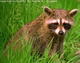 Raccoon (Процион lotor), поведението на миеща мечка, зимен сън съдържание пленени еноти къща