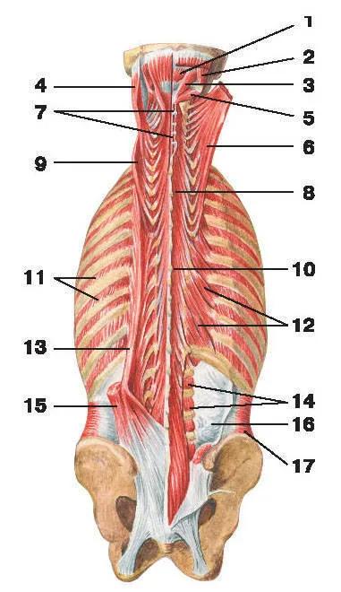 Fascia spate - l