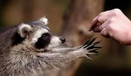 Raccoon дом разполага съдържание