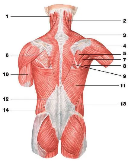 Fascia spate - l