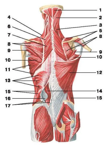 Fascia spate - l