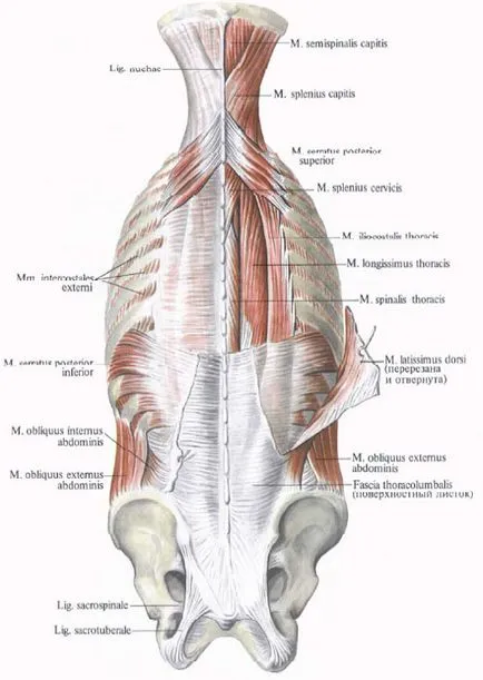 Fascia spate - l